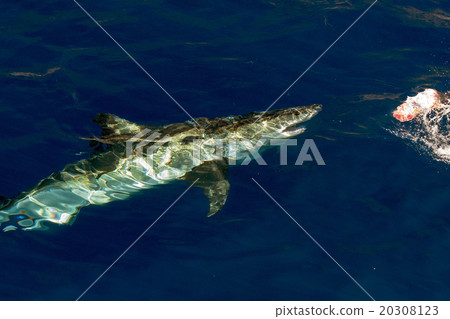 Great White shark ready to attack Great White shark ready to attack 20308123