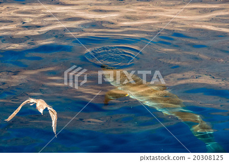 Great White shark ready to attack Great White shark ready to attack 20308125