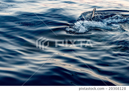 Great White shark ready to attack 20308128