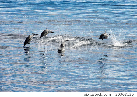 common dolphin jumping outside the ocean 20308130