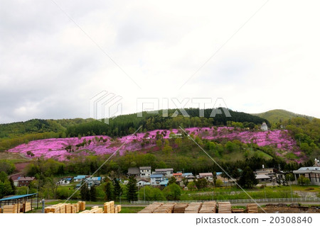 Shiba Sakura Takigami Park 20308840