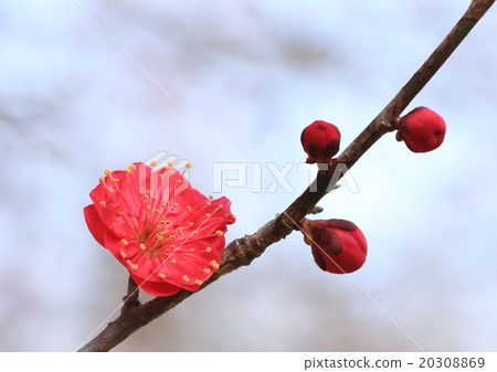 Sweet red plum 20308869