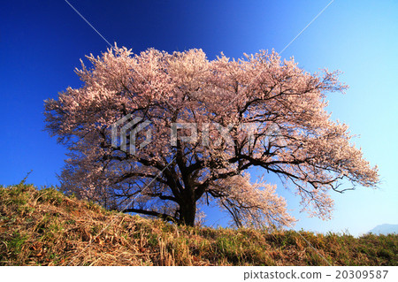 One cherry tree of Wang Jinzuka 20309587