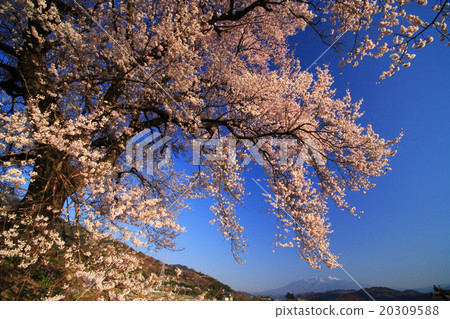 One cherry tree of Wang Jinzuka 20309588