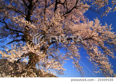 王金祖的一棵櫻花樹 20309589