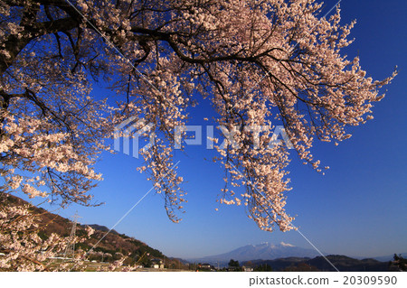 王金祖的一棵櫻花樹 20309590