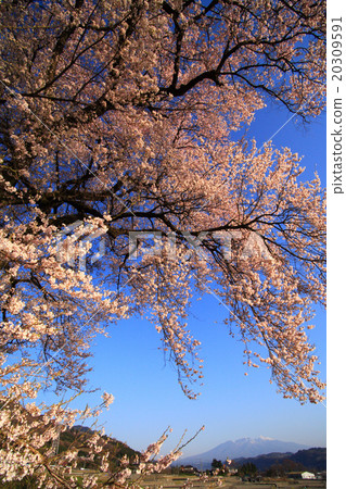 One cherry tree of Wang Jinzuka 20309591