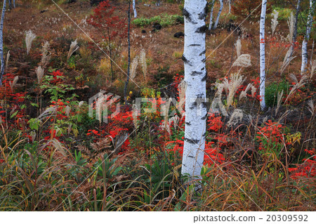 Norikura Kogen的樺樹和秋葉 20309592