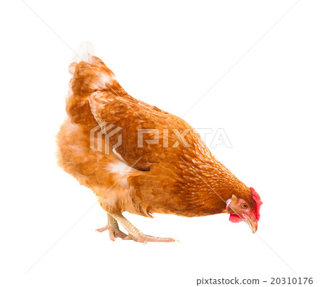 livestock ,chicken isolated white livestock ,chicken isolated white 20310176