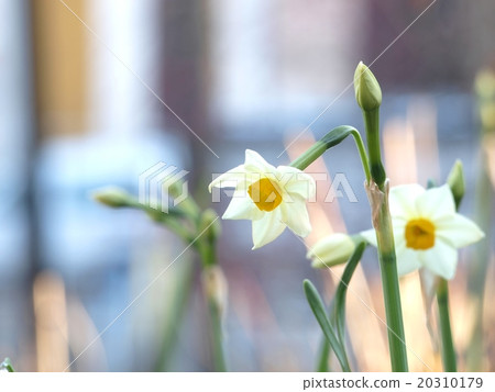 漂亮的水仙花 漂亮的水仙花 20310179