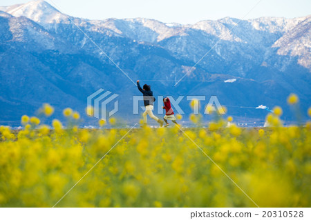 Rapeseed and Horishai taken at Nagisa Park in Moriyama City, Shiga Prefecture Rapeseed and Horishai taken at Nagisa Park in Moriyama City, Shiga Prefecture 20310528
