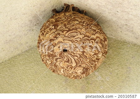 生物昆蟲是裸體,巢。它在寺廟的一個美妙的山門。直徑接近40厘米 生物昆蟲是裸體,巢。它在寺廟的一個美妙的山門。直徑接近40厘米 20310587