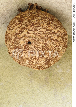 生物昆蟲是裸體,巢。你可以看到中心的入口有一個乾淨的球體 生物昆蟲是裸體,巢。你可以看到中心的入口有一個乾淨的球體 20310588