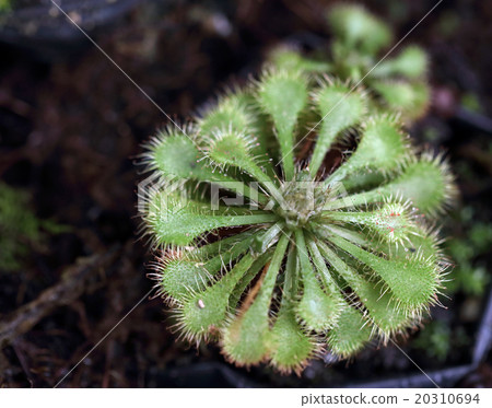 Welsh onion Welsh onion 20310694