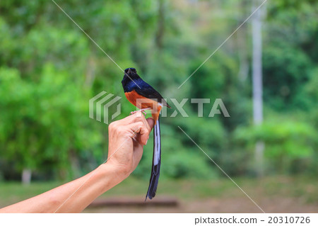 male White-rumped Shama standing on hand male White-rumped Shama standing on hand 20310726