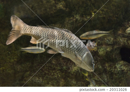 Koi Koi 20311026