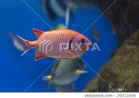 Affiliation 20311030