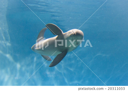 Snowmelt at the Kaikan 20311033