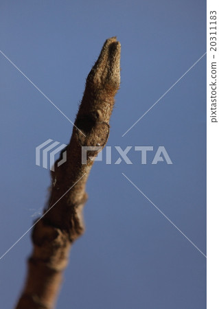 Natural plants Yamahaze, it is winter bud. Although the winter bud of Hazenoki is comparatively roundish feeling, this is a touch feeling Natural plants Yamahaze, it is winter bud. Although the winter bud of Hazenoki is comparatively roundish feeling, this is a touch feeling 20311183