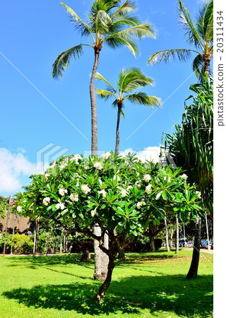 Holidays in Hawaii 20311434