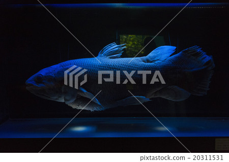 腔棘魚的標本 20311531