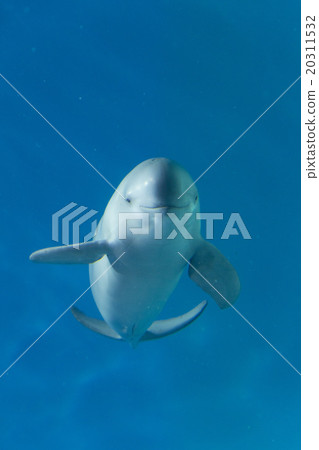 Snowmelt at the Kaikan 20311532