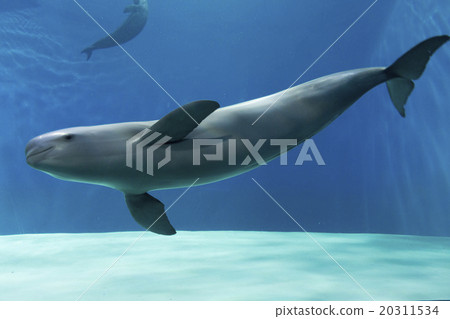 Snowmelt at the Kaikan 20311534