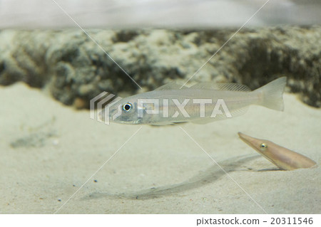 Sai ghost and Dynon aerial snake 20311546