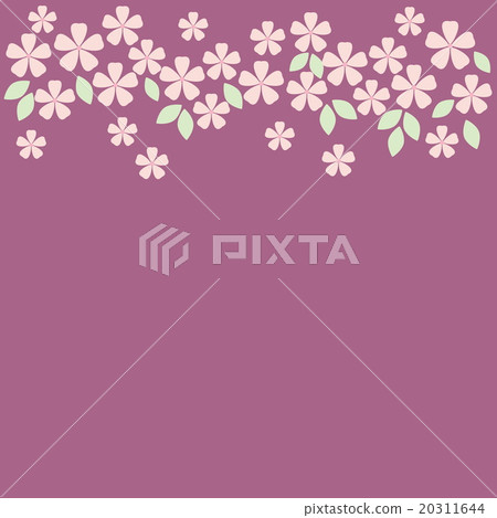 櫻花 20311644