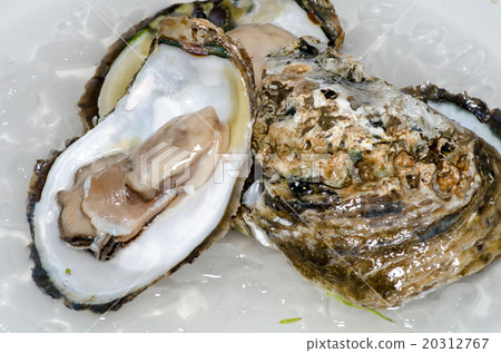 Fresh oyster with ice closeup 20312767