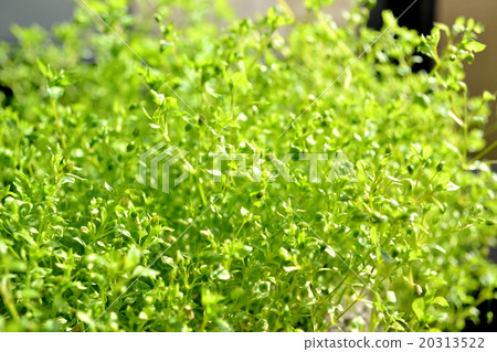 春陽草面 春陽草面 20313522