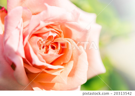 a bunch of roses in the garden a bunch of roses in the garden 20313542