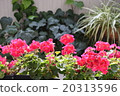 花 20313596