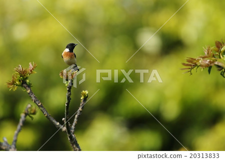 Novitaki Novitaki 20313833