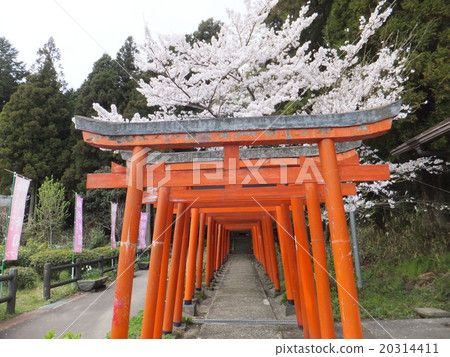 Kanzaki cherry blossoms and cherry blossoms Kanzaki cherry blossoms and cherry blossoms 20314411