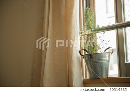 Green on the window side 20314585