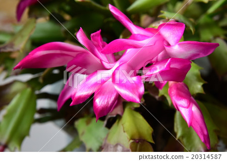 Cactus flower 20314587