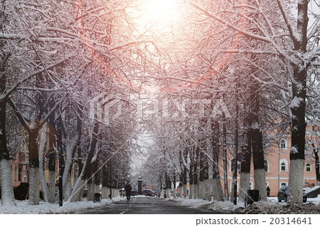 pedestrian way tree winter pedestrian way tree winter 20314641
