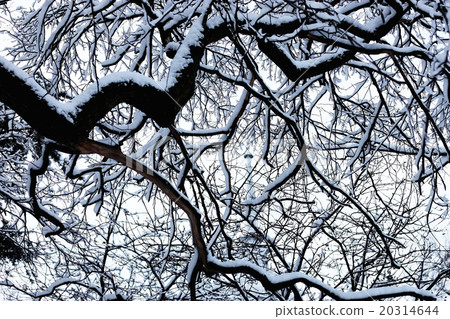 bare branches in winter bare branches in winter 20314644