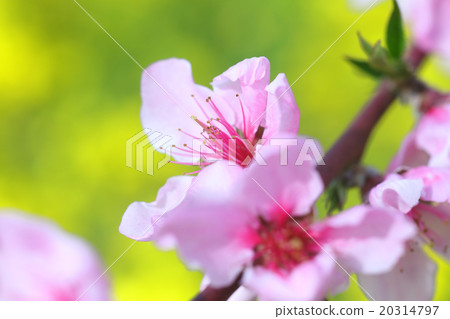 哈納Momono 20314797