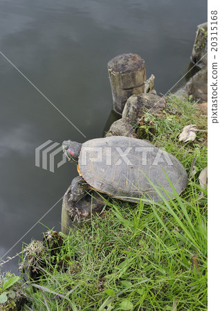 turtle  20315168