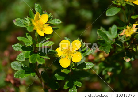 Kinrobai 20315379