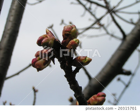 The buds of Kawazuzakura which immediately bloom immediately 20315701