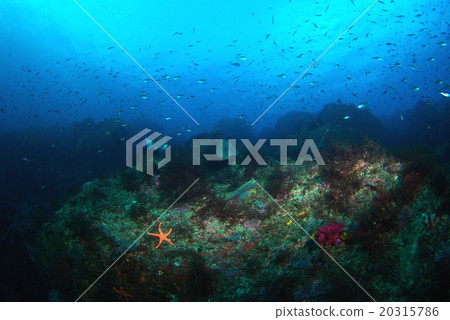 2015年水下景觀 20315786