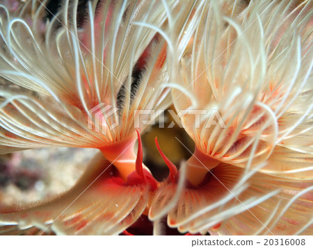 Nagare Kanzashi特寫鏡頭 20316008