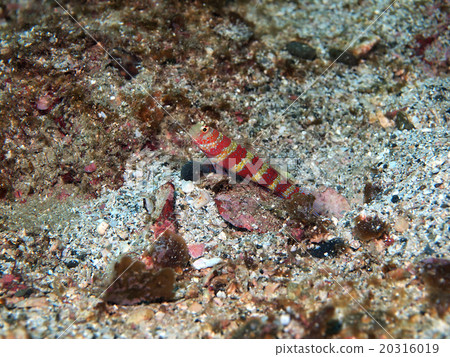 Kubiakahaze的沙子 Kubiakahaze的沙子 20316019