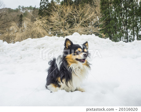 走在雪地裡 走在雪地裡 20316020