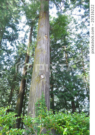 Tree Nature Tree Nature 20316222