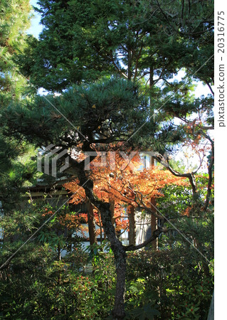 Green autumn leaves per day 20316775