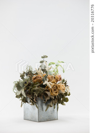 乾花和多汁植物 20316776